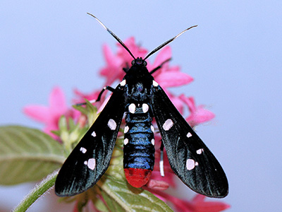 A wasp-like black moth with narrow black wings spotted with white, an iridescent blue body and red bottom.