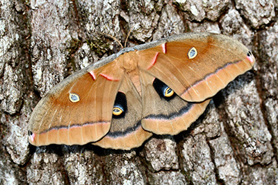 Brown Polyphemus moth, with dramatic black rimmed eye spots on its wings