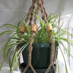 A green spider plant in a macrame hanging basket. By Judy Cox.