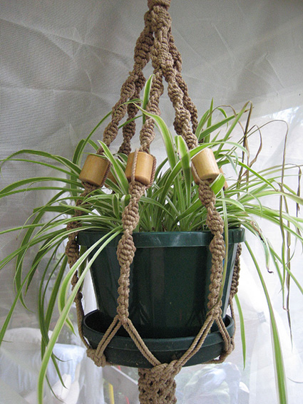 A green spider plant in a macrame hanging basket. By Judy Cox.