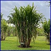 A tall clump of sugarcane, resembling bamboo from afar.