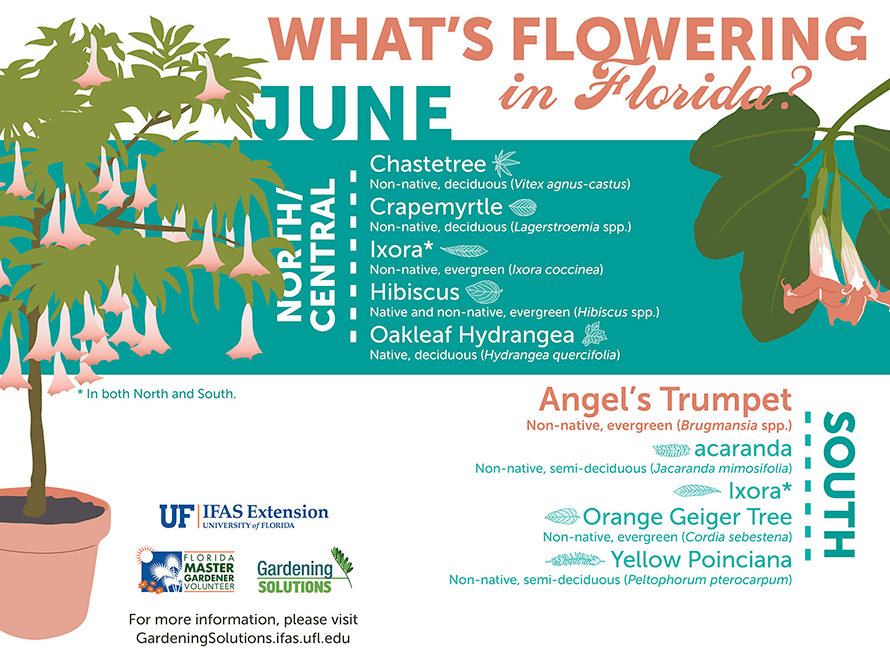 Illustrated list of plants flowering this month in Florida