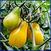 A cluster of three tiny yellow pear shaped tomatoes.