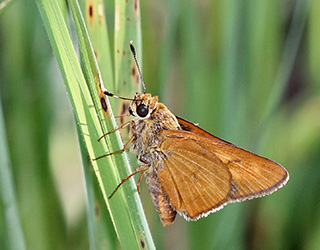A gold-tan butterfly