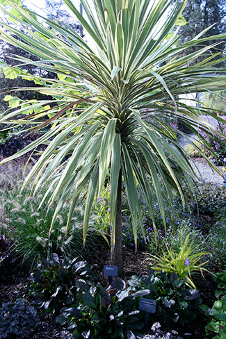 A single trunk plant with a spike of long, green and white, strappy leaves that end in a point.