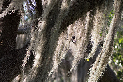 Long garlands of gray Spanish moss hanging from an oak tree.