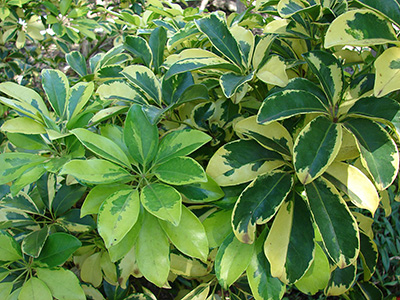 Shrub with shiny green leaves, some of dark green with yellow while others are light solid green.