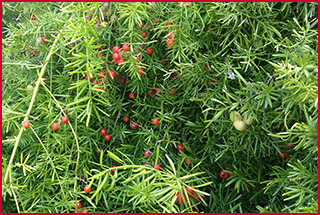 Asparagus fern is almost lacy with thin tender green leaves and red berries.