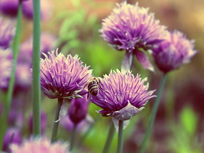 A bee on purple chives flowers.