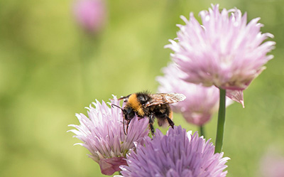 Fuzzy bee on light purple clover-like flower