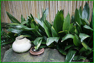 Cast iron plants against a bamboo fence in front of a rustic stone seating area. Cast iron plants have tall dark green sword shaped leaves.