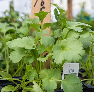 Close view of rounded but jagged-edges leaves of cilantro.