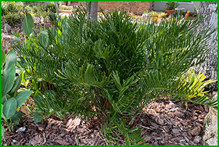 Coonties are ancient plants with stems coming out of the ground and covered in long, glossy, green, smooth, leaves.