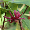 Small red flower of Florida anise is star-shaped with thin, ribbon-like petals.