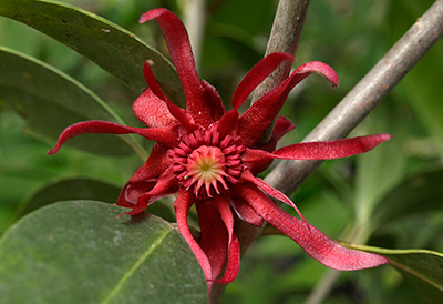 Deep red flower shaped like a starfish, with thin, almost ribbon like petals.