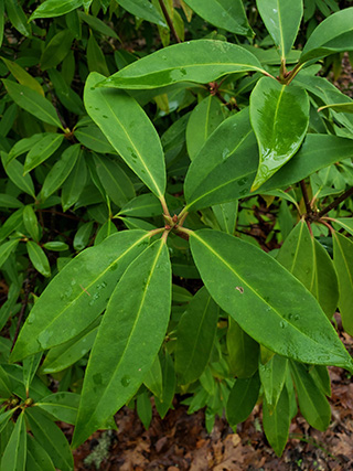 The leaves of Florida anise are green, elongated and oval with a pointed tip.