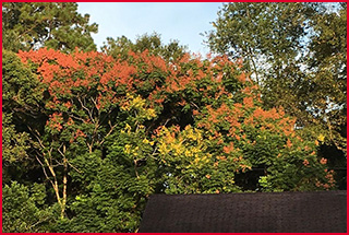 A tall tree towering over a roofline with yellow flowers and pinkish orange seed capsules that resemble tiny lanterns.