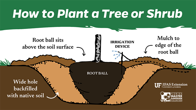 Illustration of a cutaway showing the trunk and rootball of a tree in the ground. 