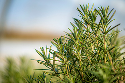 Close look at the green, short, needle-like foliage of a rosemary plant.