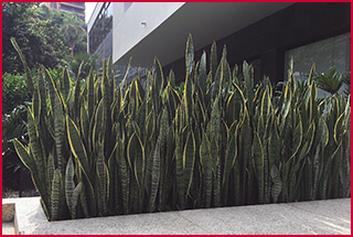 A huge stand of snake plant in front of a building. Snake plant also has tall sword shaped leaves but are variegated and edged in yellow.