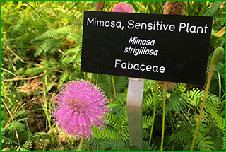 Flowers of sunshine mimosa are tiny pink puffballs each pink threadlike petal tipped in yellow pollen. The foliage is sensitive and recoils if touched.