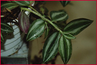 This spreading plant has striped green and white leaves and sprawls along the ground.