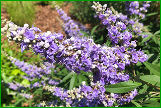 Vitex has spikes of small purple flowers that attract pollinators.