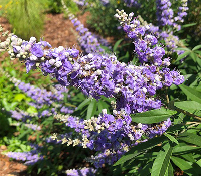 Tapered spikes of small purple flowers of a vitex shrub