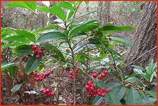 A leggy shrub with clusters of bright red berries