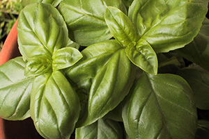 A basil plant with smooth, tender green leaves.