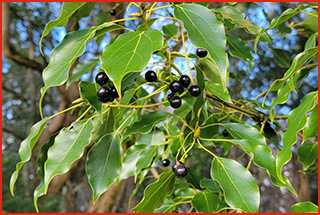 Shiny leaves and black round fruit of invasive camphor tree.