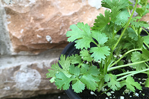 Green delicate leaves of a potted cilantro plant.