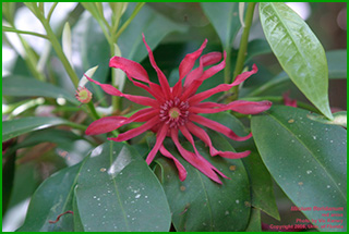 A small red flower with spindly petals