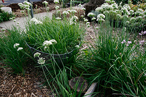 Above ground, garlic plants have tall, deep green grass-like stems and clusters of small white flowers.