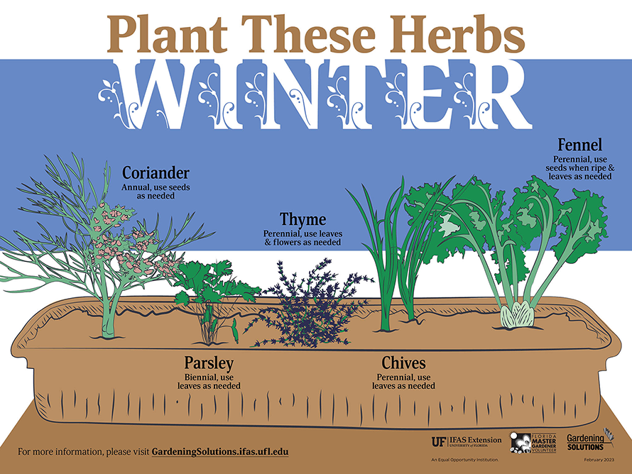 Herbs for Winter