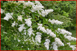 A long branch with green leaves and cone-shaped panicles of white flowers.