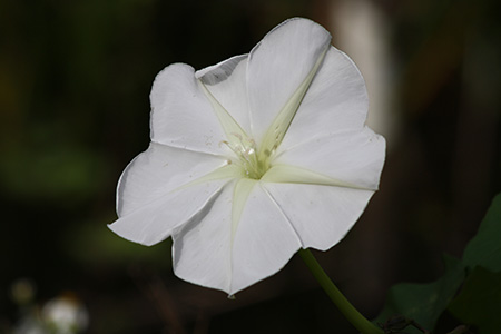 Large, white simple flower of moonflower vine