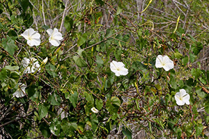 Wild, natural area with moonflower vine in bloom. Photo by Mary Keim, cc-by-nc-sa