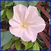 Moonflower, white with a barely there cast of pink