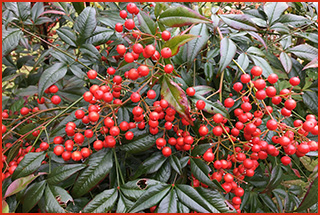 Shrub with dark green leaves and stems coverd in bright red berries.