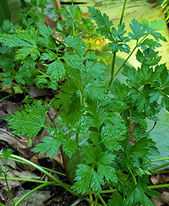 Delicate bright green leaves of a flat-leaf parsley plant, wet with dew.