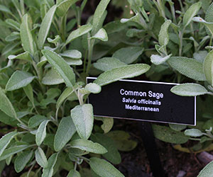 Fuzzy green leaves of a sage plant with black sign naming the plant.