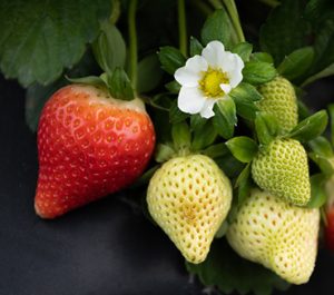 A cluster of strawberries with one red and ready to pick, and several more that are smaller and green. There's also a flower, white with a yellow center.