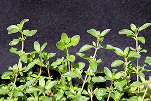 The tiny green leaves of a thyme plant. USDA photo.