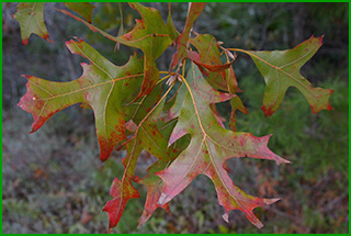 Turkey oak tree leaves turning from green to red