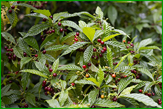 Wild coffee has green leaves that have a ridged texture and reddish brown berries.