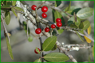 Bright red berries of the yaupon holly tree