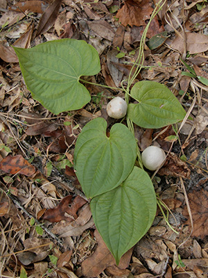 Vine on the ground with heart shaped green leaves and tuber-like fruit resembling small potatoes.