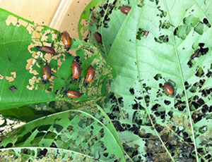 Several reddish beetle devouring the green leaves of invasive air potato.