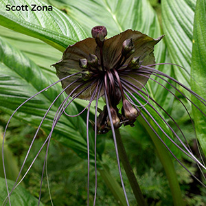 An alien looking flower, deep purple wing like bracts with pods and long stamens the same color